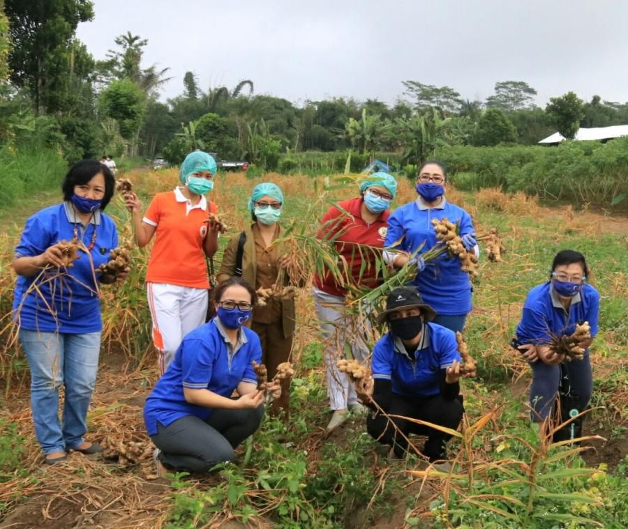 podiumnews.com-Ketua BKOW Bali Motivasi Petani Budidaya Jahe Gajah untuk Berinovasi